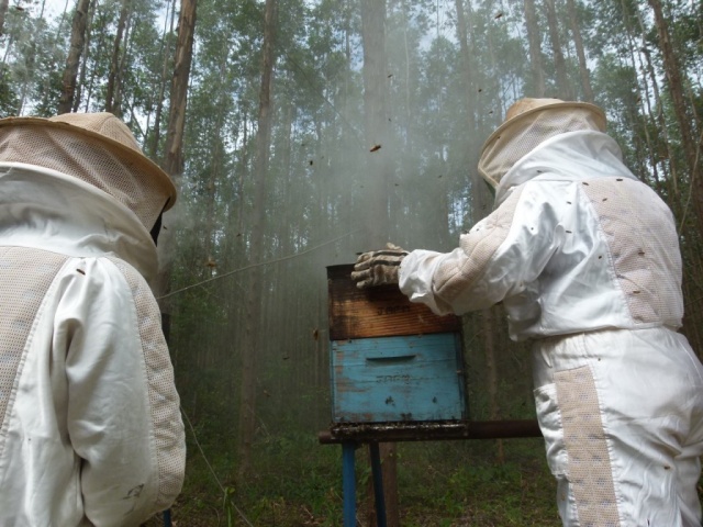 Integracão de colmeias e florestas colocam Três Lagoas em 1º na producão de mel