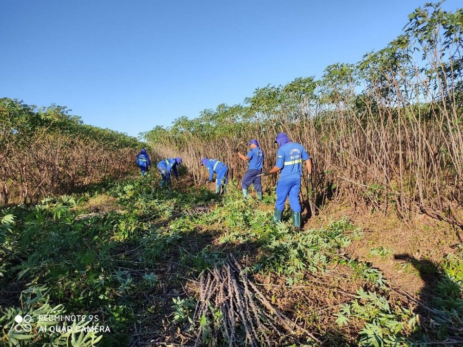 Cooperativa espera aumento de produtividade de até 50% com novas variedades de mandioca da Embrapa