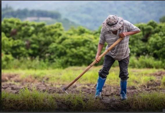 Cuidando do pequeno agricultor