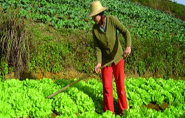 Governo destina R$ 21 bilhões para financiar a agricultura familiar