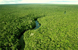 Código Florestal: governo regulamenta o PRA e o CAR