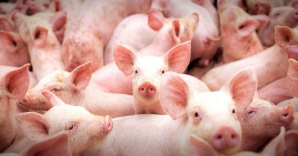 Com alta de 5,7% na produção e investimentos de R$ 150 milhões, 2020 deve ser um grande ano para suinocultura de MS