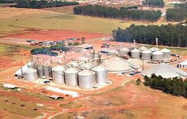 Cooperativa de MS se prepara para armazenar 498 mil t de milho safrinha