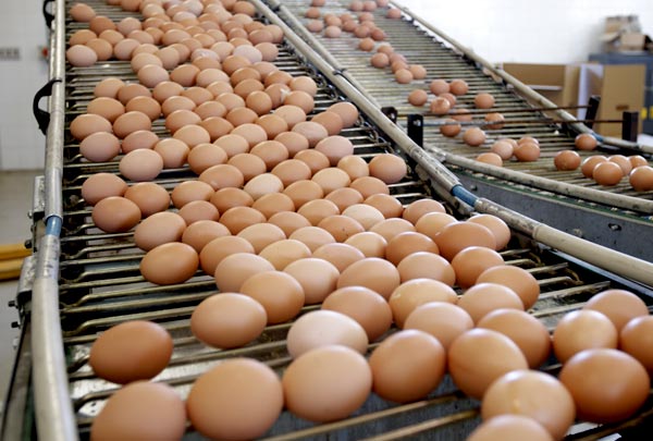 Brasil vai exportar ovos para a África do Sul