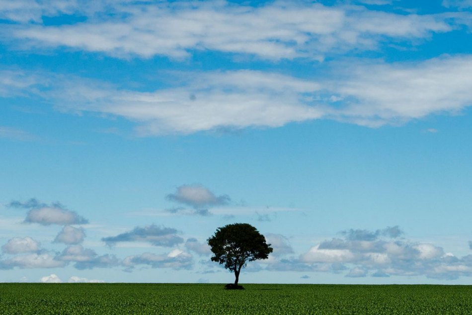 CENSO: Pesquisa mostra aumento da área destinada à agricultura no país