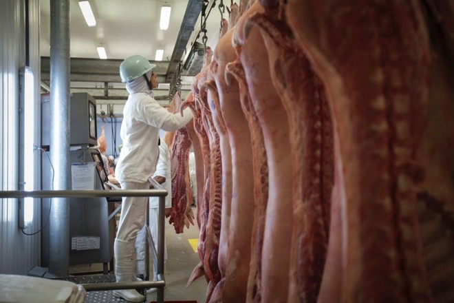 CARNE SUÍNA: Cooperativas reforcam necessidade de intensificar as negociacões para retomar comércio com a Rússia