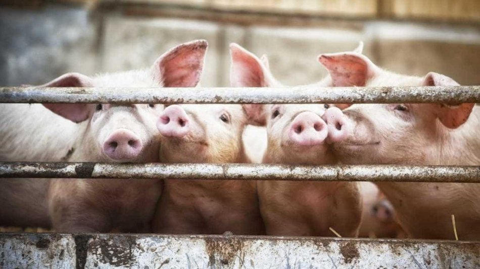 Rússia retoma compras de carne suína e bovina do Brasil