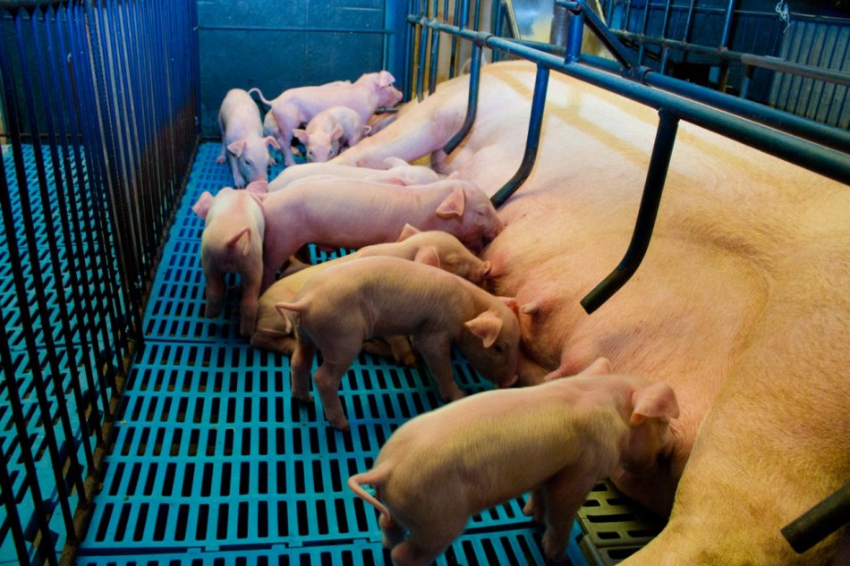 Carne suína é muito mais saudável do que se pensa