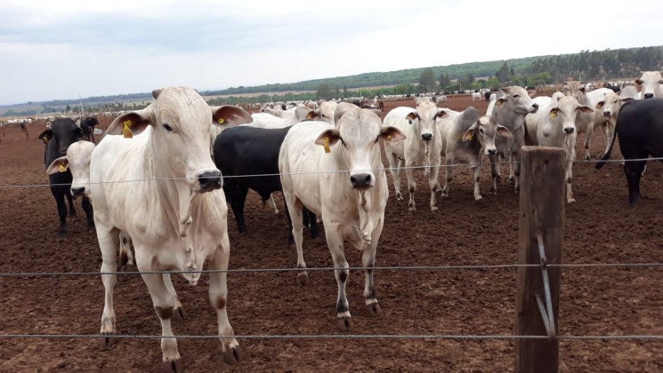 Pecuária e Agricultura: pilares da COOASGO