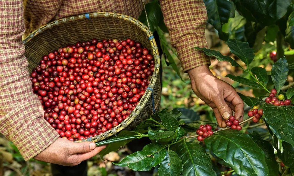 Márcio Lopes participa de debate sobre produção sustentável de café