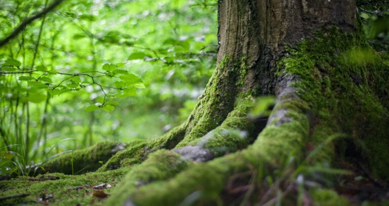 Projeto Floresta+Conservação recebe inscrições até 31 de julho