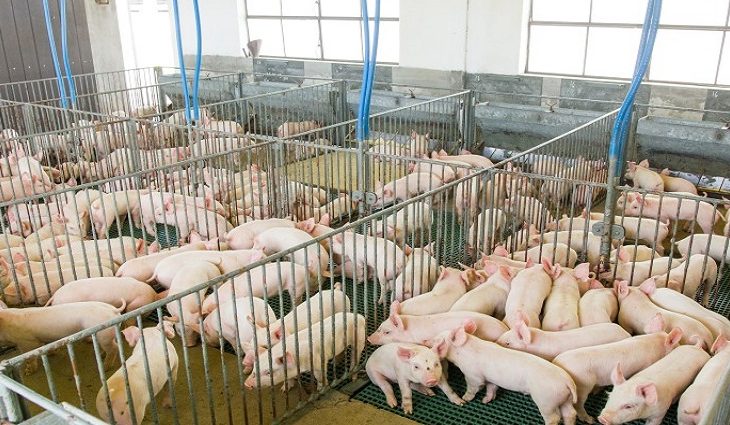 Suinocultura estadual deve ter salto em 2023 com programa Leitão Vida e R$ 300 milhões do FCO Rural para o setor