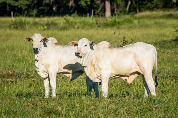 Cooperativa consolida novo modelo para pecuaristas e projeta R$ 10 Milhões em economia para 2026